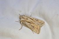 Agrotis graslini