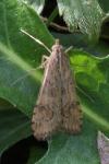 Nomophila noctuella