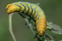 Acherontia atropos
