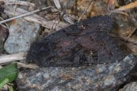 Aporophyla nigra