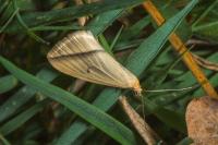 Rhodometra sacraria