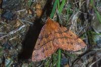 Colotois pennaria