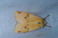 Cirrhia icteritia