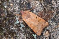 Agrochola lychnidis