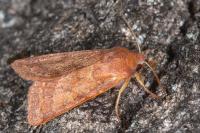 Anchoscelis helvola