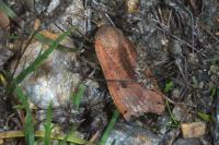 Noctua pronuba