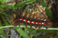 Acronicta rumicis
