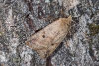 Leptologia blidaensis