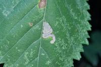 Stigmella viscerella