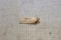 Agonopterix pallorella