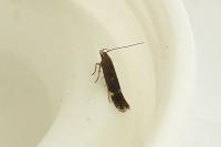 Aproaerema anthyllidella