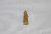 Helcystogramma triannulella