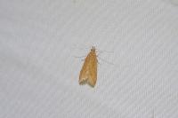Helcystogramma rufescens
