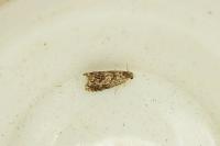 Grapholita janthinana