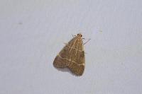 Hypsopygia glaucinalis