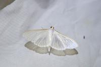 Palpita vitrealis