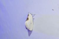 Cilix hispanica
