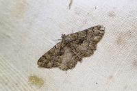 Peribatodes ilicaria