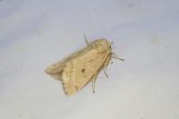 Hydraecia osseola