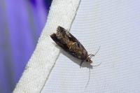 Endothenia quadrimaculana