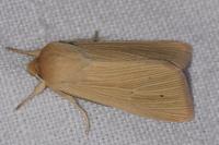 Mythimna pallens