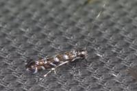 Parectopa ononidis