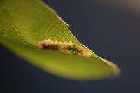 Phyllonorycter salictella