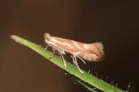 Phyllonorycter salictella