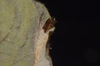 Phyllonorycter salictella