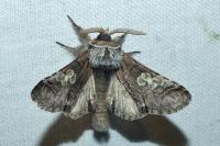 Diloba caeruleocephala