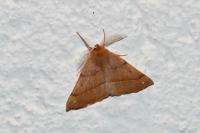 Colotois pennaria