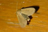Mythimna unipuncta