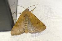 Agrochola lychnidis