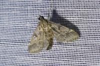 Duponchelia fovealis