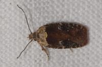 Agonopterix purpurea