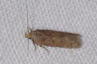 Bryotropha
