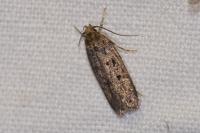Hofmannophila pseudospretella