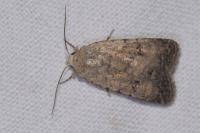 Caradrina clavipalpis