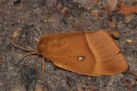 Lasiocampa quercus