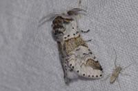 Furcula furcula