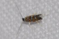 Phyllonorycter lautella