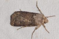 Agrotis bigramma