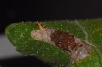Phyllonorycter tristrigella
