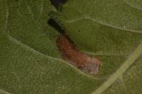 Phyllonorycter tristrigella