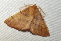 Colotois pennaria