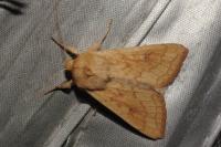 Mythimna vitellina