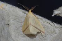 Rhodometra sacraria