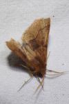 Crocallis tusciaria