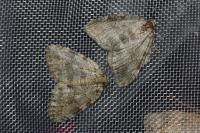 Epirrita dilutata