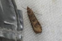 Nomophila noctuella